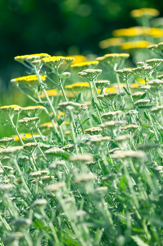 蓍草花(Achillea millefolium) - IV